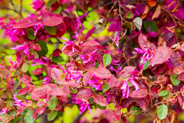 Branches of a flowering bush in spring in the park after rain