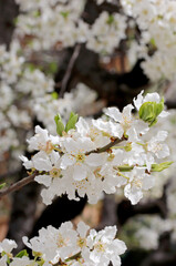 white spring blossoms on tree 