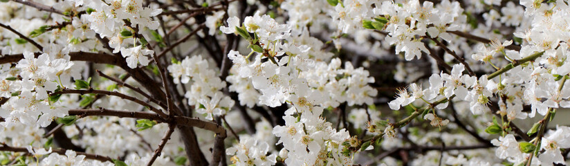 white spring blossoms on tree 
