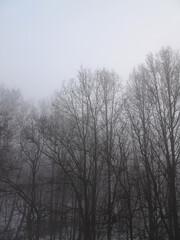 Obraz na płótnie Canvas View of trees in a park on a foggy early spring day.