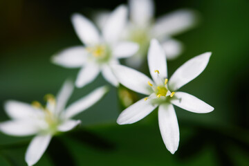 petal floral close-up out of focus on a beautiful dark green backdrop. blurred abstract background with white flowers. spring time
