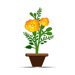 Marigold flower vector illustration