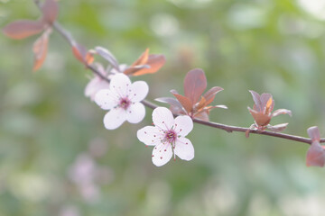 Wild Cherry Blossoms in spring season, Prunus cerasoides, Pink Flower For the background,