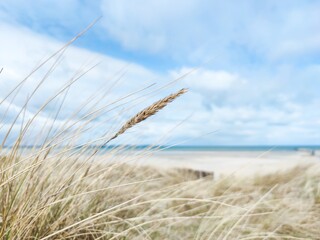 Baltic sea dunes over blue coastline background - obrazy, fototapety, plakaty