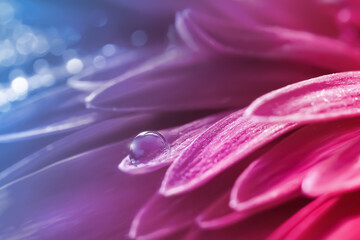 Transparent drop of water on the petals of a pink gerbera in a fairy garden. Summer spring macro background.