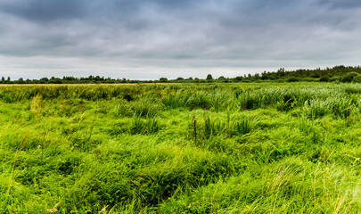 field of acorus near the swamp area, Volyn region of Western Ukraine