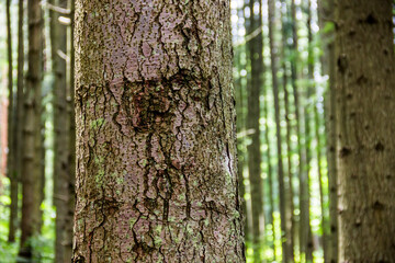 close-up textured bark of spruce tree