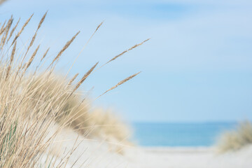 Baltic sea dunes over blue coastline background - obrazy, fototapety, plakaty