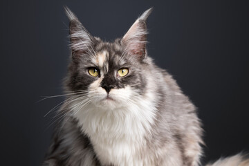 studio portrait of a beautiful tortie white maine coon cat looking at camera curiously