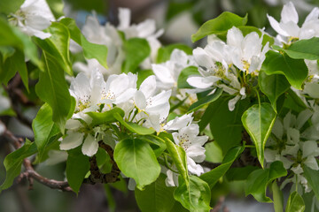 White blossoming apple trees. White apple tree flowers