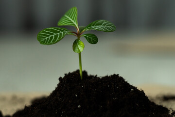 Green sprout growing from ground. Dewy young leaves sprouting plants. Spring background - garden