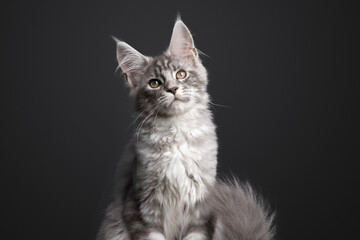 Naklejka na ściany i meble cute silver tabby maine coon kitten portrait on gray background with copy space