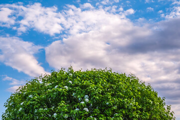 Apple tree branches with white flowers on a background of blue cloudy sky.