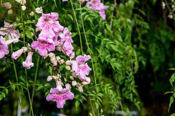 Garden with Clytostoma creeper with pink flowers.