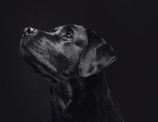 Human companion and best friend in dark background