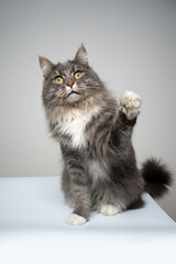 studio shot of a blue tabby gray white maine coon cat raising paw looking at camera
