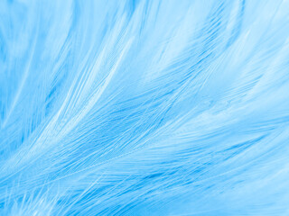 Beautiful abstract blue feathers on white background, white feather texture and blue background, feather wallpaper, blue texture banners, love theme, valentines day , gray gradient