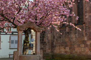 Old well in a square with a pink cherry blossom in spring.