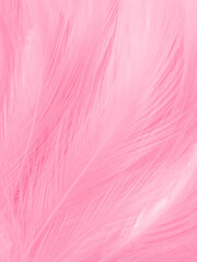 Beautiful abstract light pink feathers on white background,  white feather frame on pink texture pattern and pink background, love theme wallpaper and valentines day, white gradient