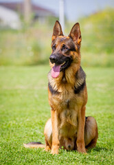 A German shepherd dog is standing on the grassland.
