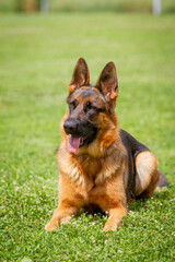 A German shepherd dog is standing on the grassland.