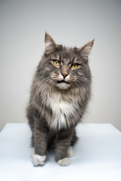 studio shot of a blue tabby gray white maine coon cat standing looking at camera making funny face with mouth open