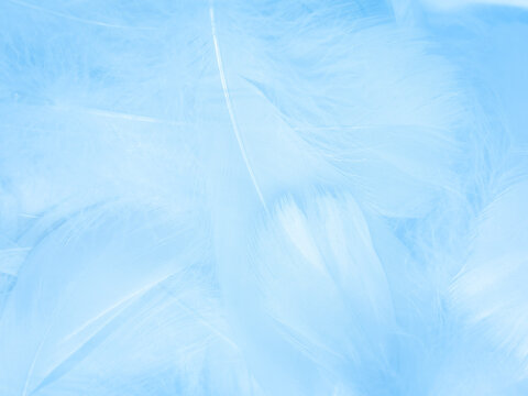 Beautiful abstract blue feathers on white background, white feather texture and blue background, feather wallpaper, blue texture banners, love theme, valentines day , gray gradient © Weerayuth