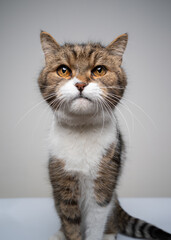 Obraz premium studio shot of a cute tabby white british shorthair cat sitting looking at camera