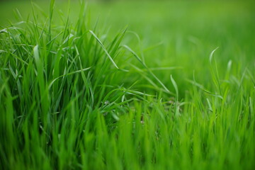 fresh green grass field in spring day