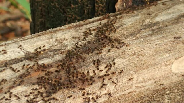 group of termites walking and moving food back into the nest. they are wood destroyers in the house