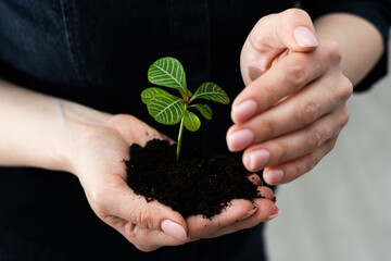 environment Earth Day In the hands of trees growing seedlings. Female hand holding tree sprout