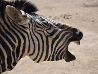 Zebra