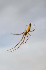 Macro photo of a small long-legged spider lurking for prey.