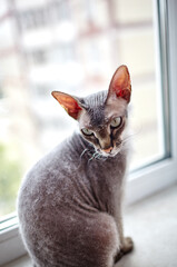 Funny cat sitting on window sill. A beautiful gray sphinx cat