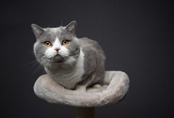 studio portrait of a blue white british shorthair cat with orange eyes sitting on top of scratching post looking at camera on gray background with copy space
