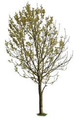 Ash tree, also known as Fraxinus, with faded freen leaves in spring, isolated on white background