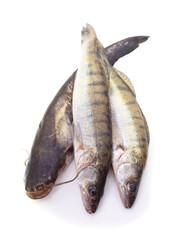 One catfish and two pike perches.