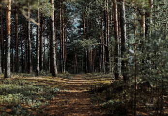 forest in the morning
