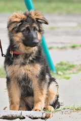 Purebred German Shepherd breed. German shepherd puppy for a walk in the park area. The age of the dog is 3.5 months. Charming thoroughbred young dog. Pet.