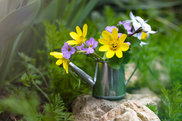 A bouquet of colorful flowers in a miniature watering can in the summer garden. Side view.