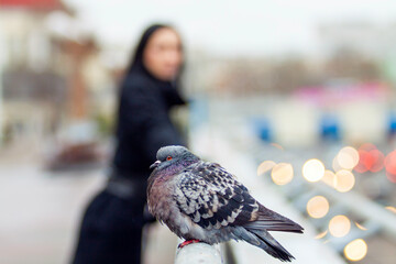 The city pigeon sits on the parapet, the city and people