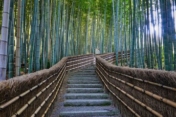 Walking the stairs through the bamboo forest.