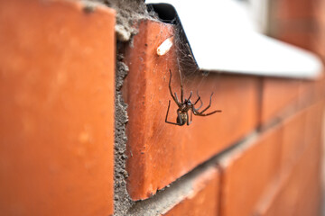 A huge spider climbs the cobweb into the window of a red brick house
