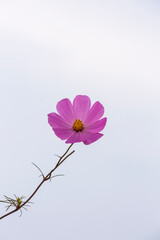Single purple cosmos flower against white background