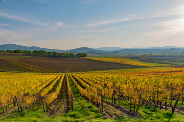 Chianti colors in autumn wine area of Tuscany in Italy