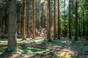 Almindingen auf Bornholm