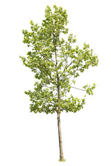 Norway maple with green leaves, cutout tree with white background.