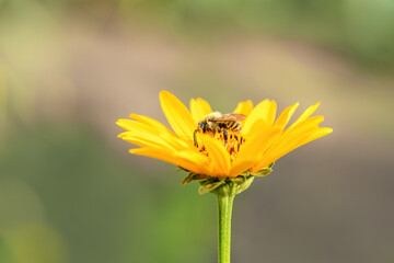 Bee and flower. Close up of a large striped bee collecting pollen on a yellow flower on a Sunny bright day. Summer and spring backgrounds.