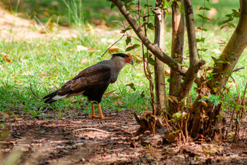 Caracara eagle on the ground of a field, Rio de Janeiro, Brazil