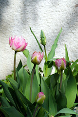 Tulpe,Tulpen,tulip,tulips,Blumen,flowers